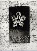 ETCHING96AQUAHERALDRYcopy