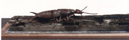 SCULP94INSECTDETAIL